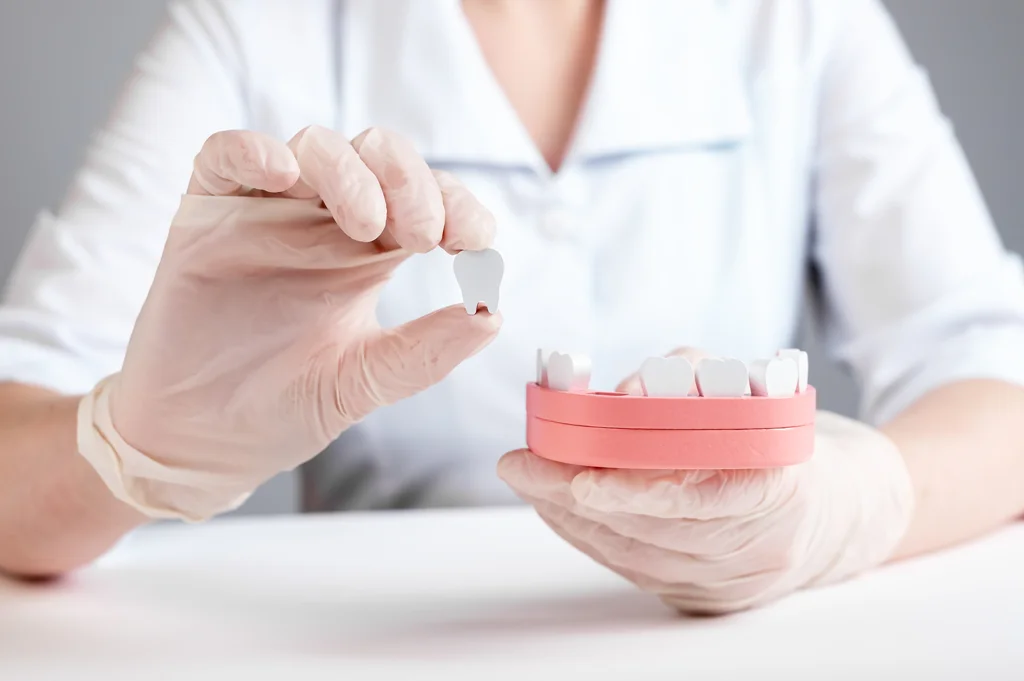 Dental implantation. Dentist holding tooth and jaw models. Restoration, implant installation concept. Doctor explaining process of damaged or missing teeth replacement to patient. High quality photo