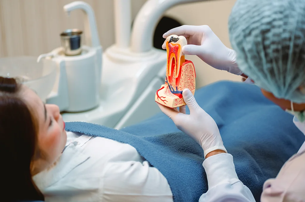 Dentist examining teeth patients in clinic for better dental health and a bright smile.Doctor showing a model of a tooth explaining about a root canal.Dentist tools and equipment.